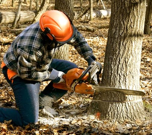 Tree Removal in Riegelsville, PA